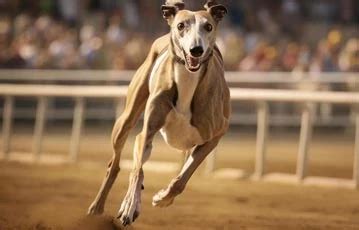 bet365 greyhound commentary,Assista a Corridas de Galgos Ao